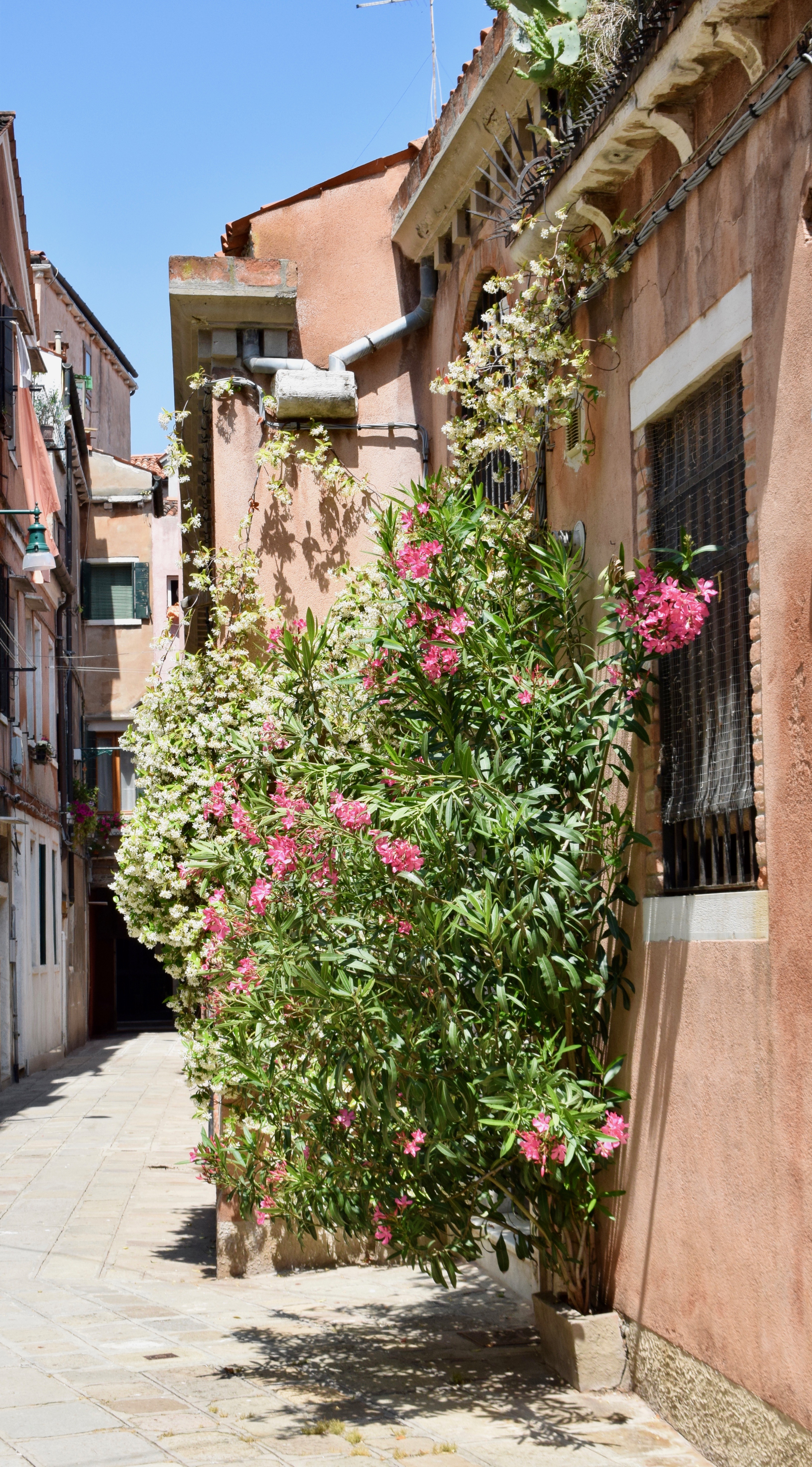 Flowers Hanging Down the Wall of a Venice Home