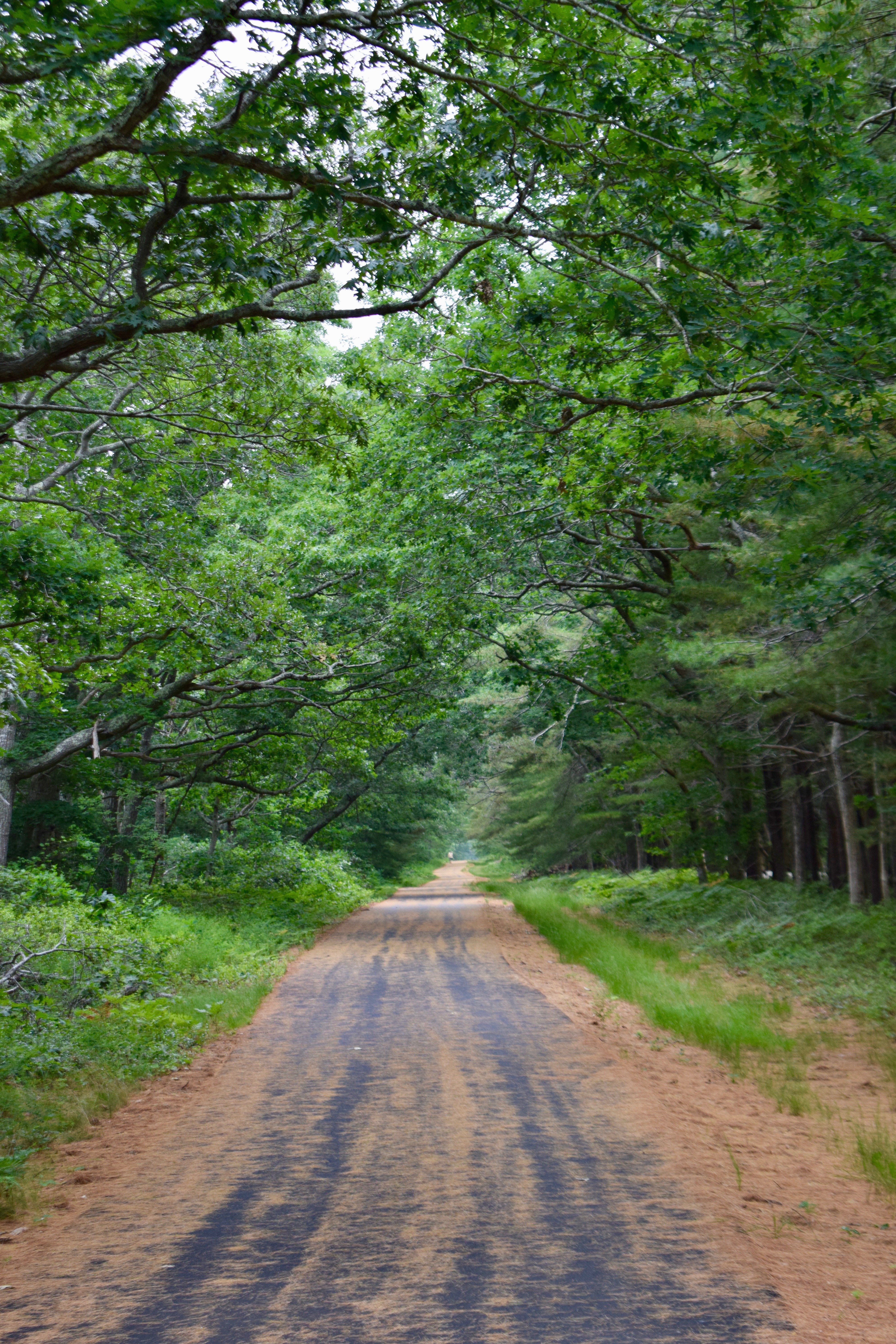 It's the weekend! Number 114, Bike Path Covered in Pine Needles on Martha's Vineyard