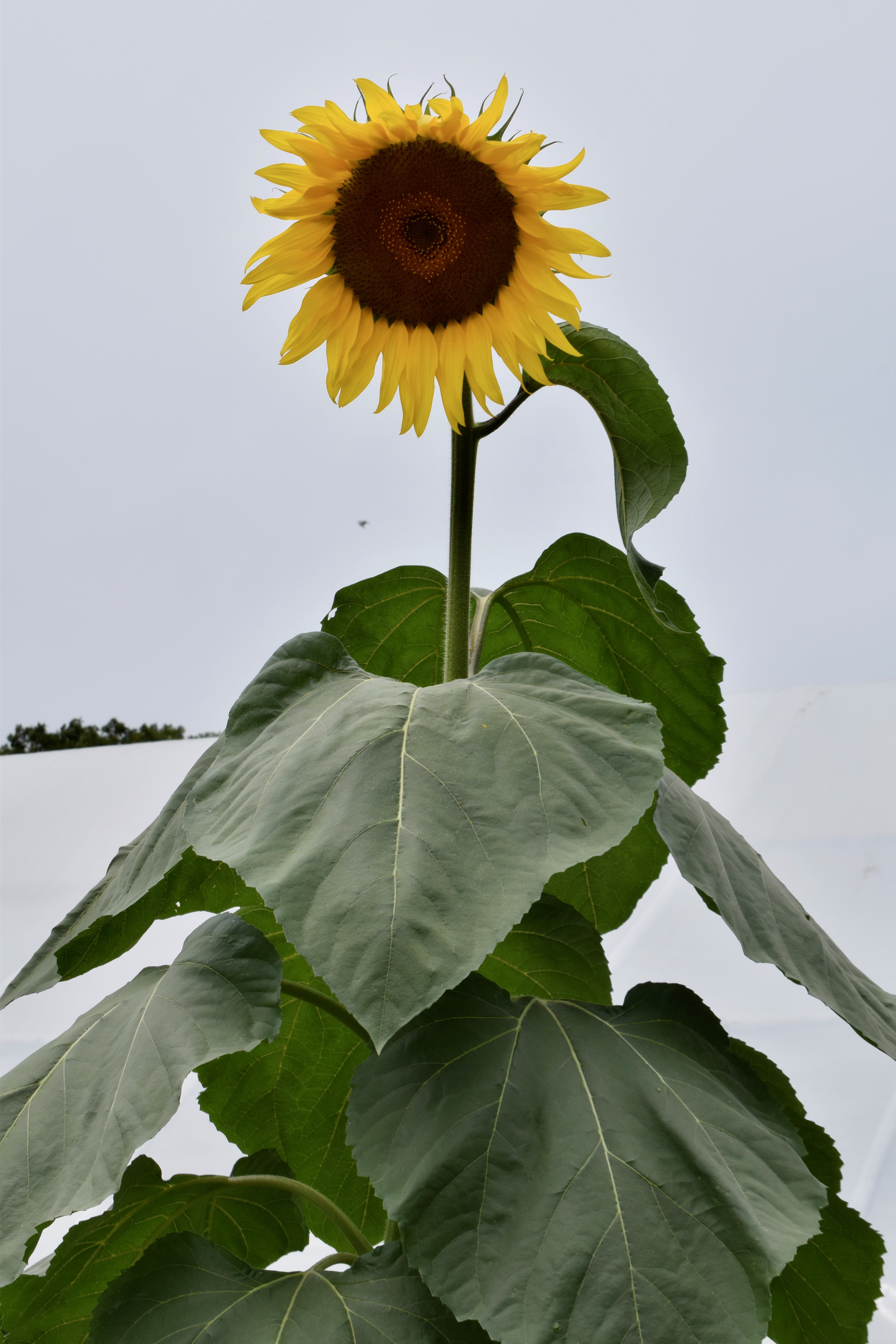 It's the weekend! Number 118, Sunflower