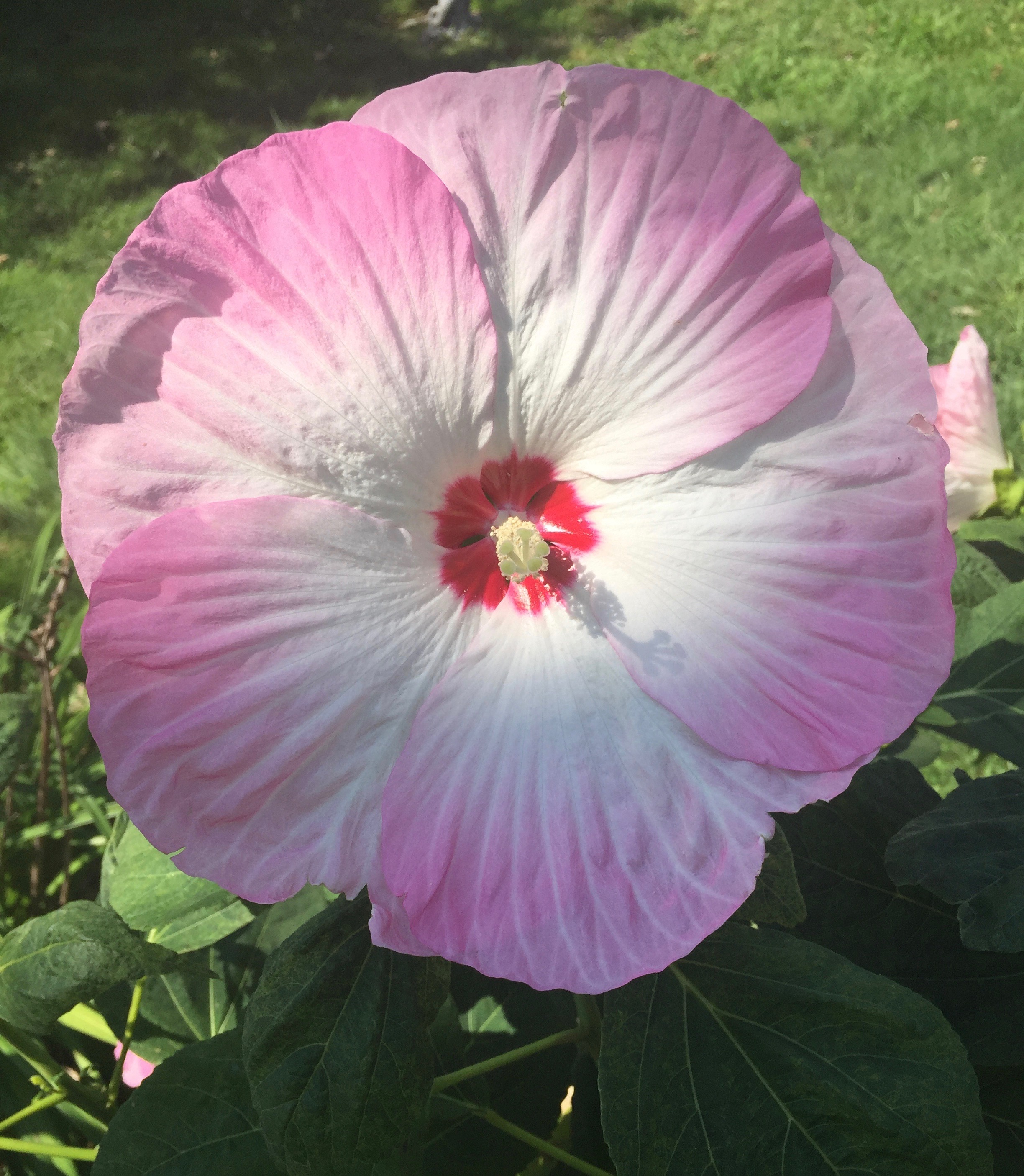 Pink and White Hibiscus with Red Center