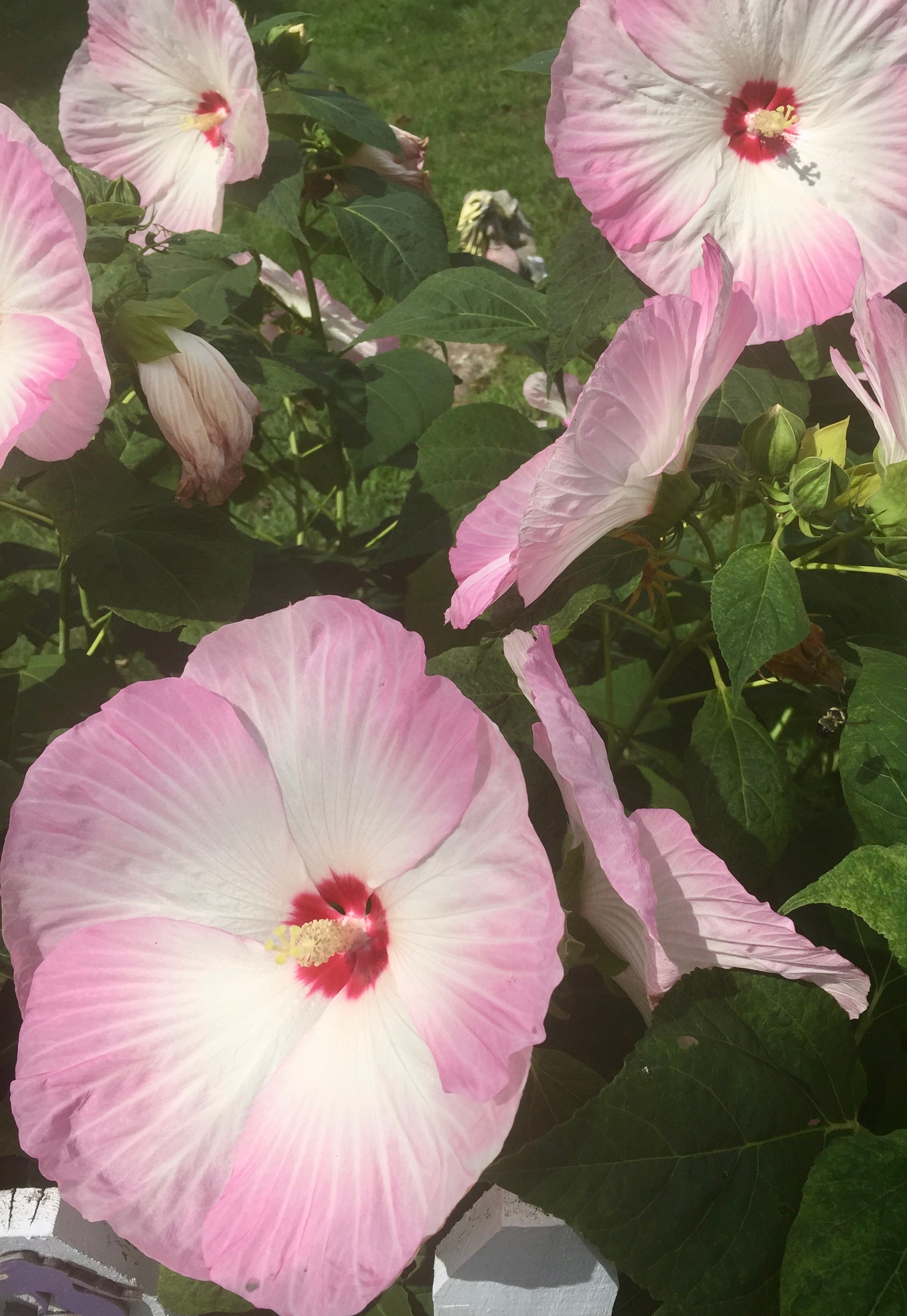 Pink and White Hibiscus Flowers with Red Center in Garden