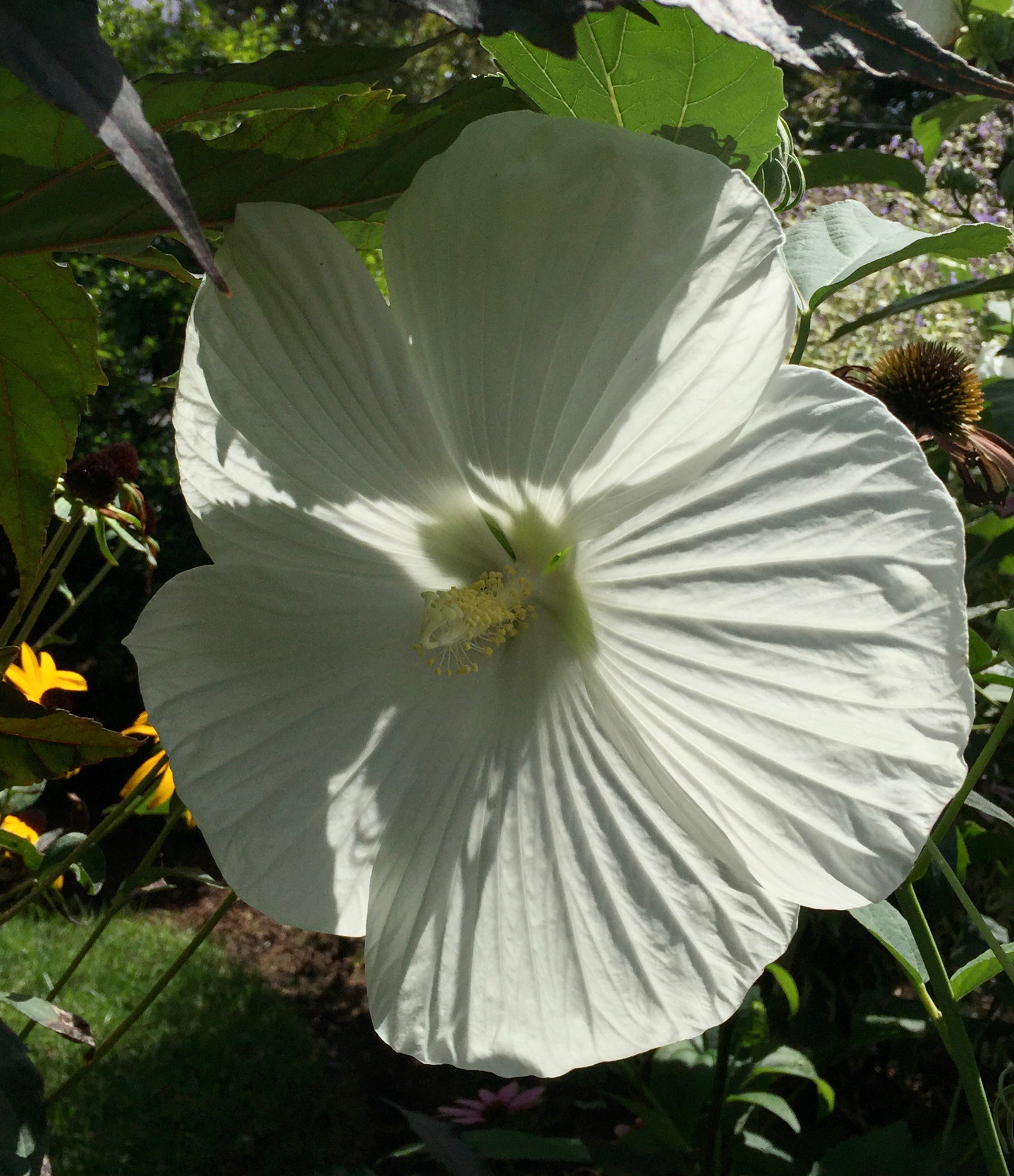 White Hibiscus Flower