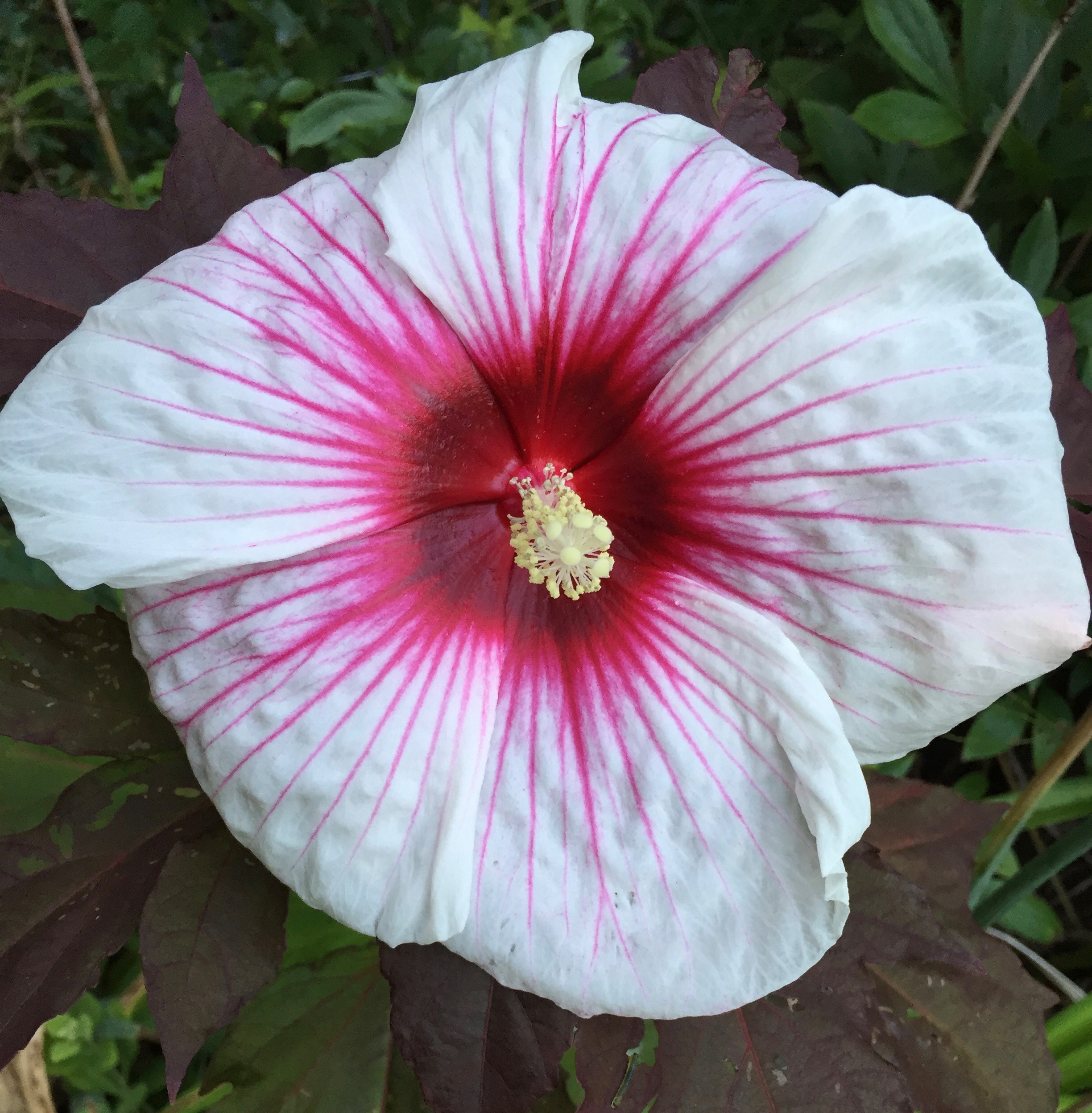 White Hibiscus with Red Veins