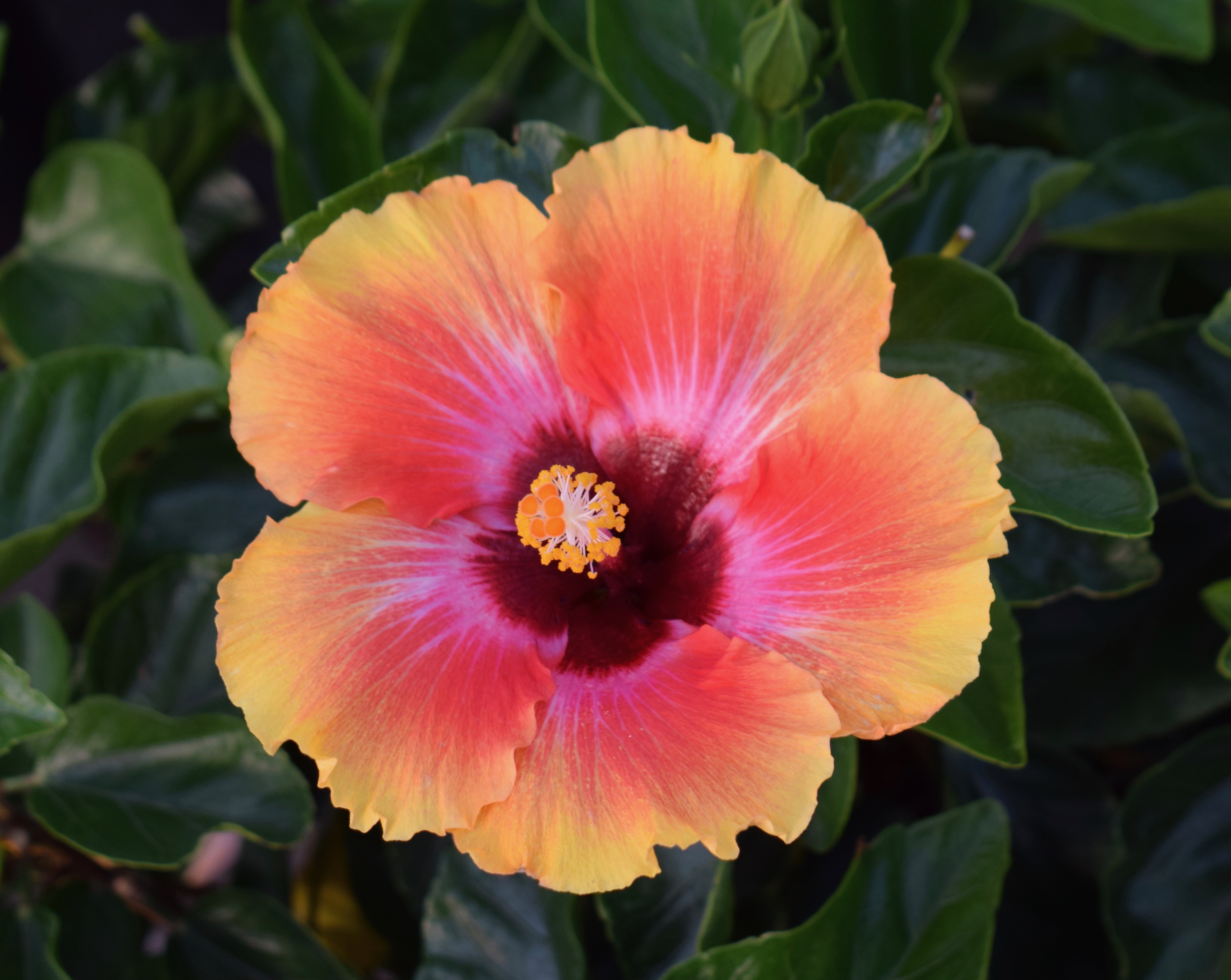 Multi-colored Hibiscus Flower