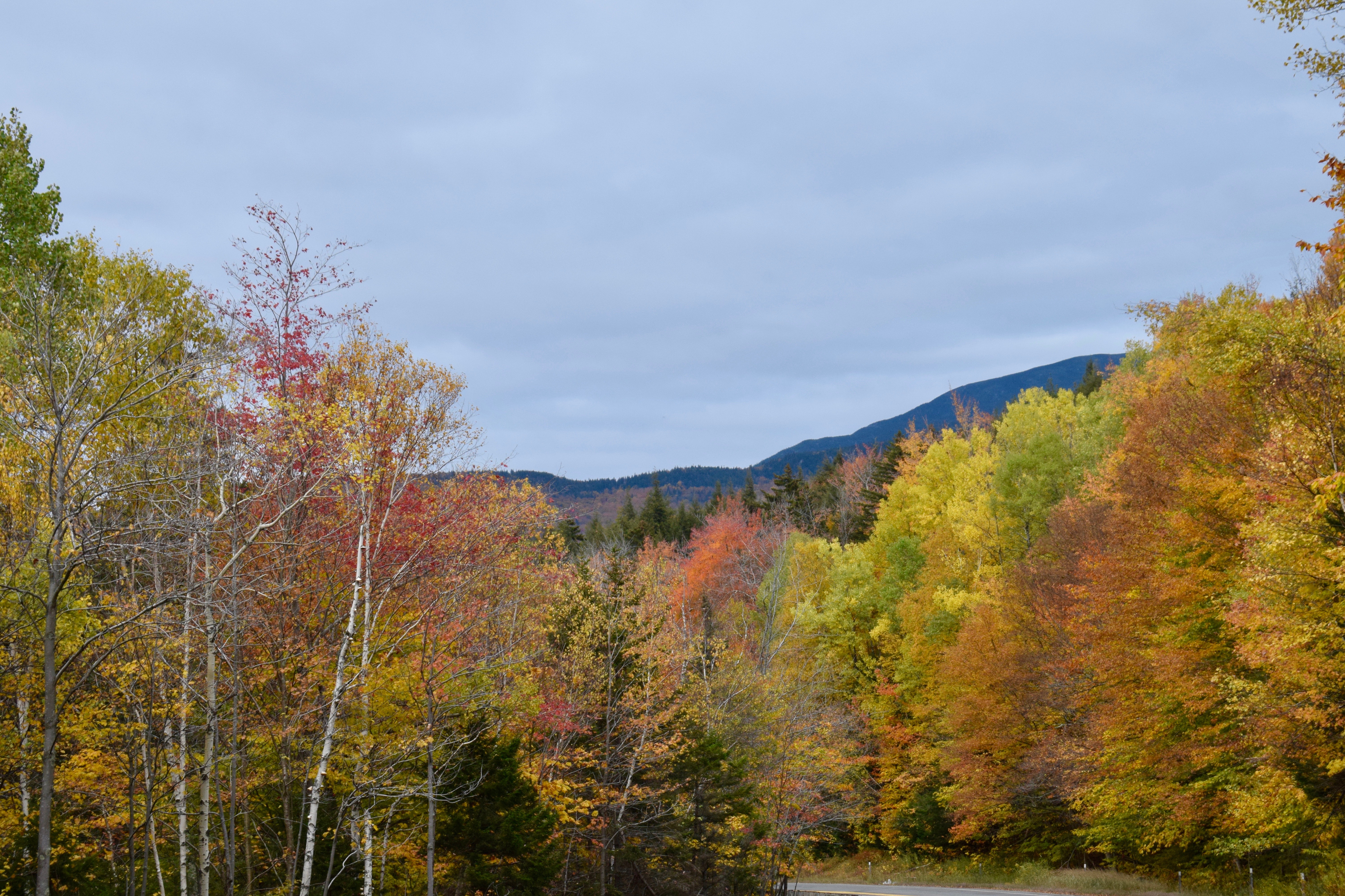 Birch and Other Trees with Their Colorful Foliage