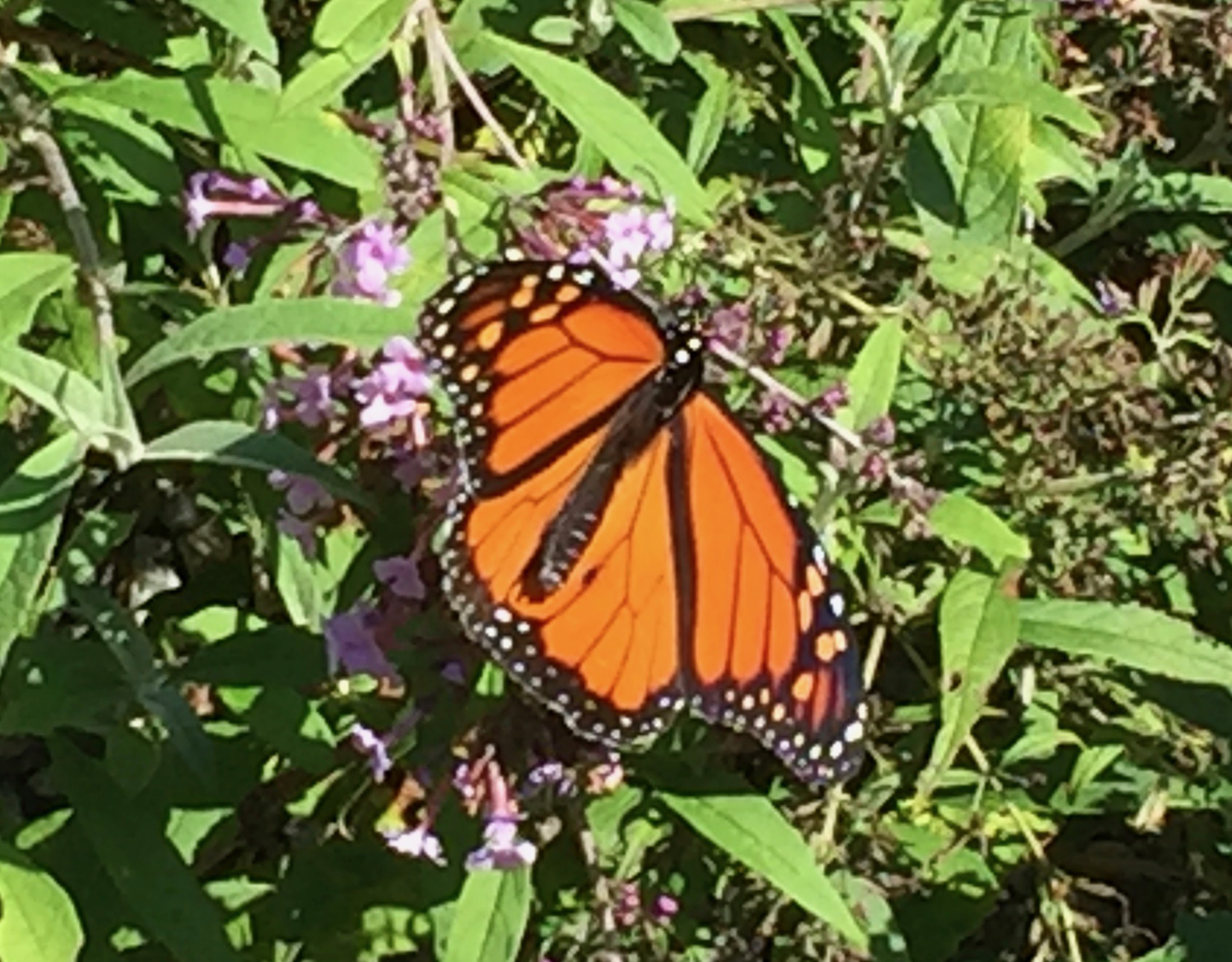 It's the weekend! Number 127, Monarch Butterfly