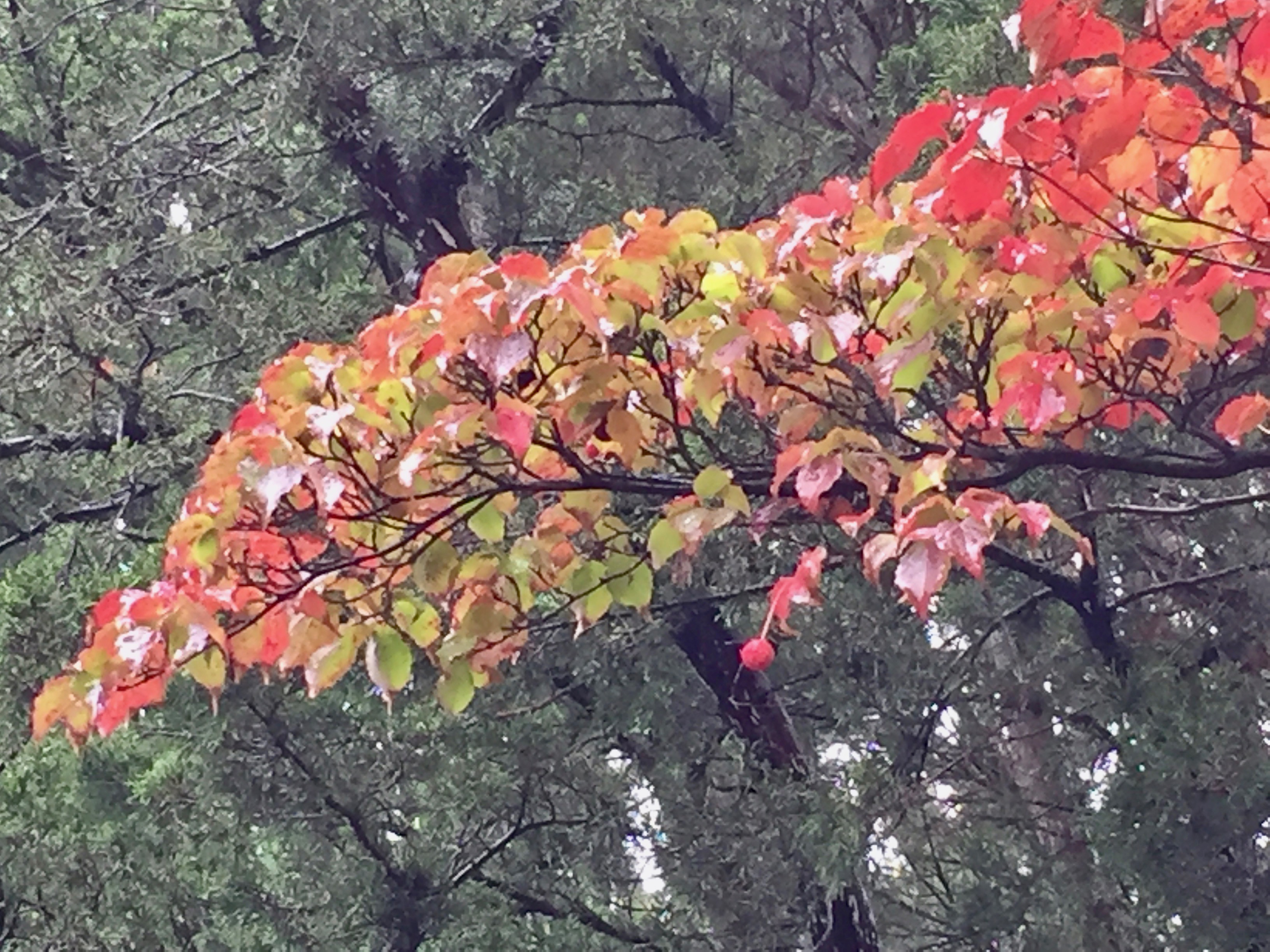 It's the weekend! Number 128, Fall Dogwood Leaves Drenched in Rain