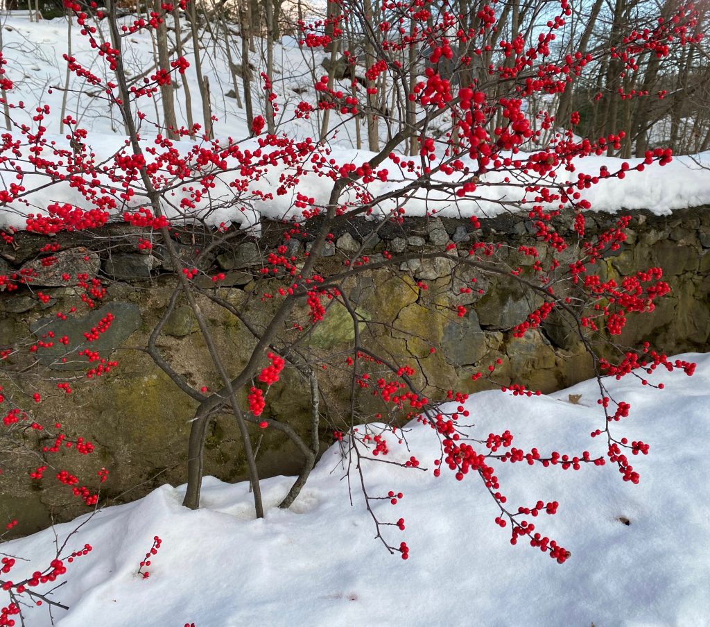 It's the weekend! Number 133, Winterberry Holly Against the Snow
