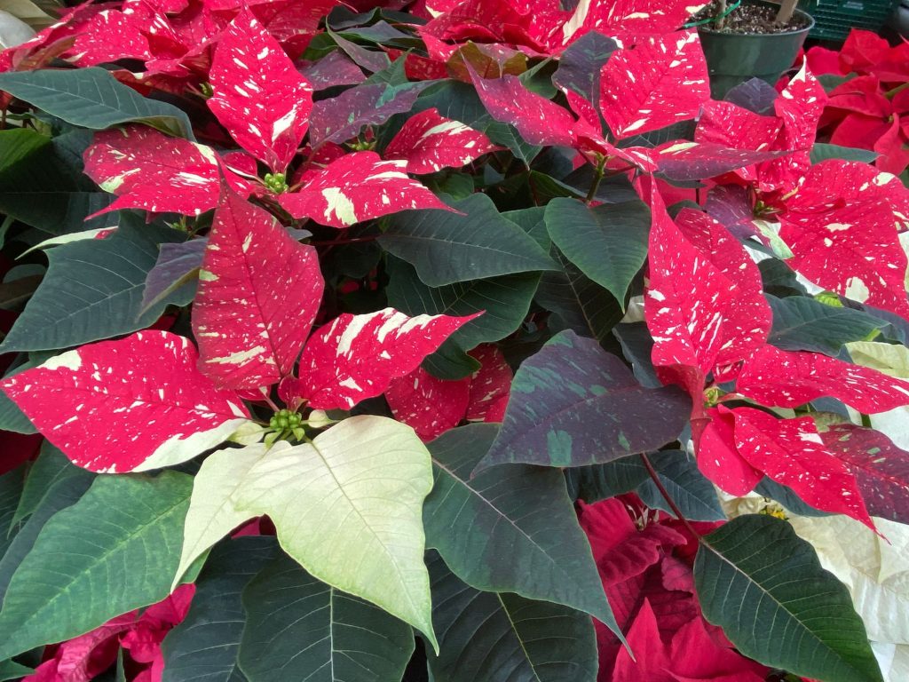 Red and White Poinsettias, Happy Holidays 2019