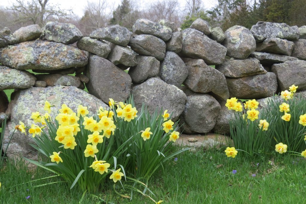 Favorite Things, Island Bound, Stone Wall and Daffodils