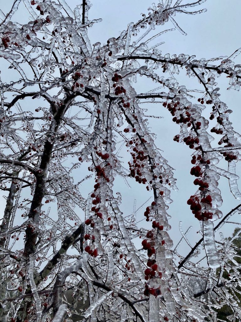 It's the weekend! Number 143, Ice-Coated Branches