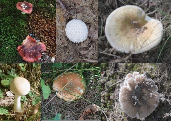 Fungi in the Menemsha Hills Reservation