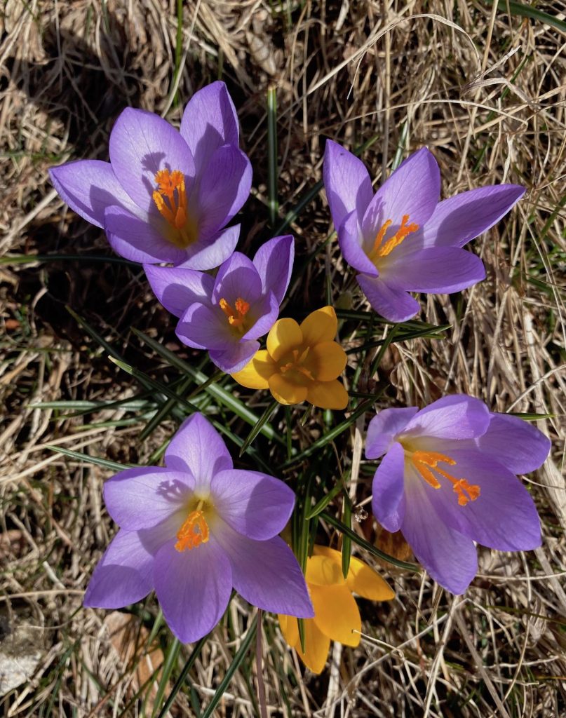 It's the weekend! Number 146, Colorful Crocuses in My Yard