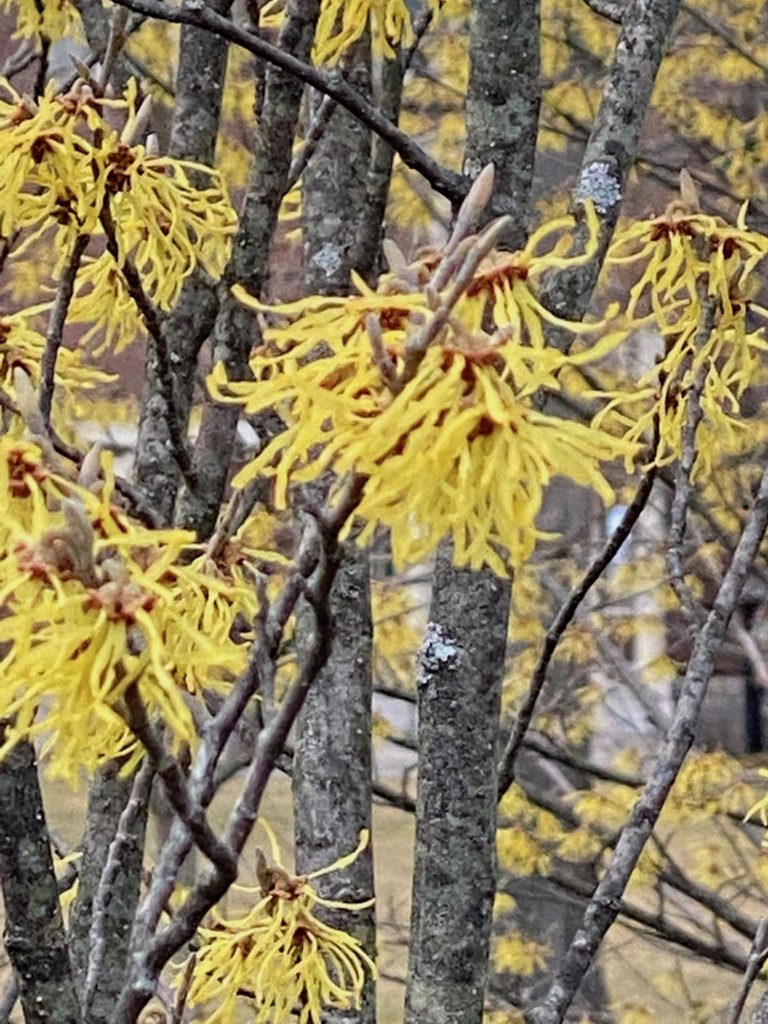 It's the weekend! Number 149, Witch Hazel Blooms in Cambridge, MA