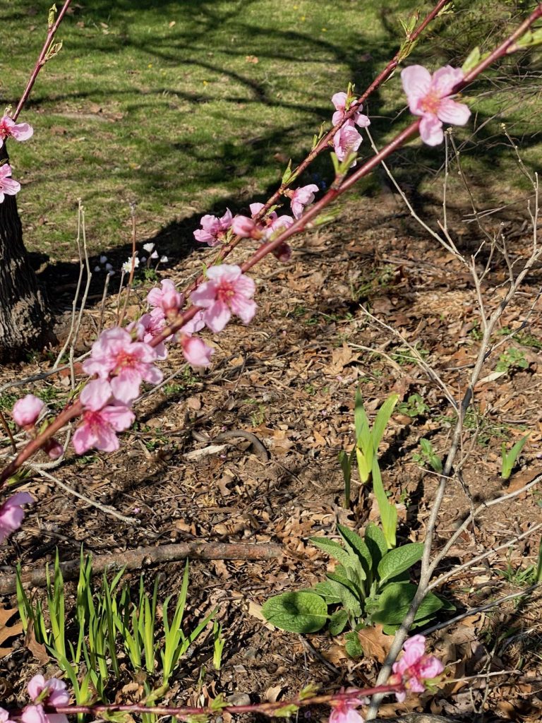 It's the weekend! Number 153, Flowering Shrub