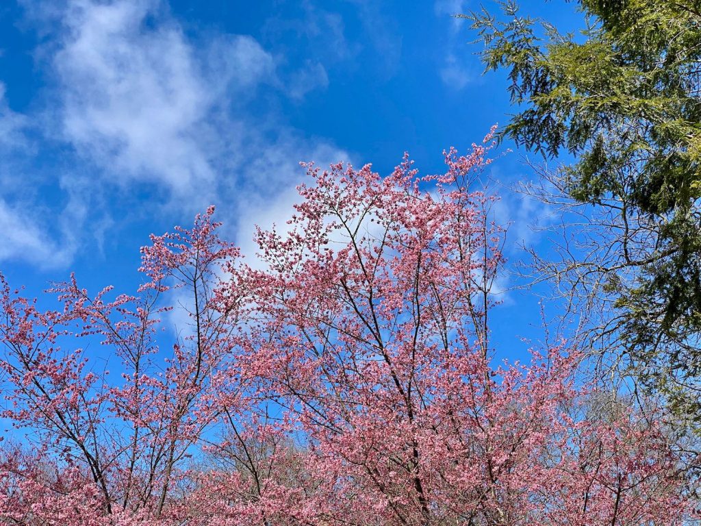 Pink Tree Blossoms Against the Sky