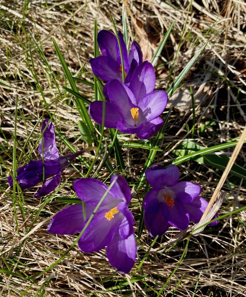 Purple Crocuses