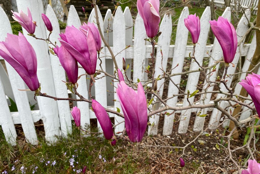 It's the weekend! Number 154, Pink Magnolia Blossoms Against a White Fence