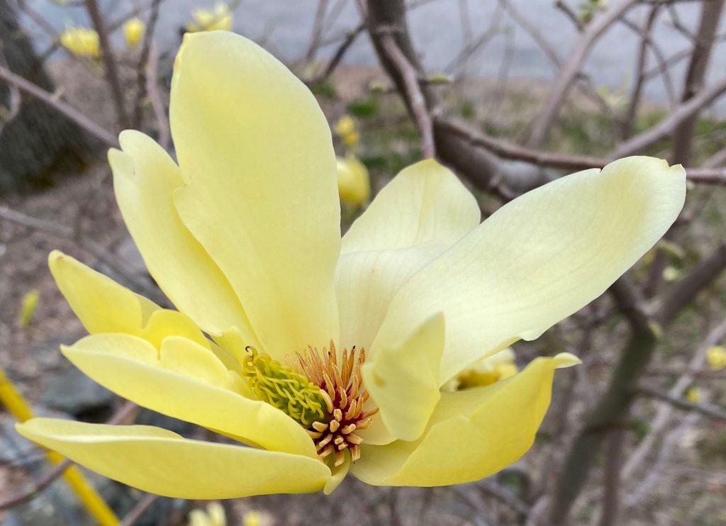 Yellow Magnolia Blossom