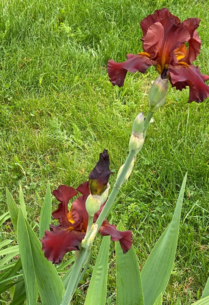 Favorite Things, Rust-Colored Irises
