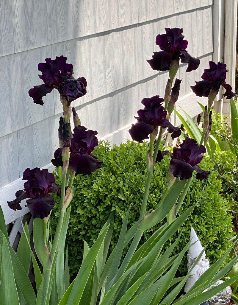Favorite Things, Dark Purple Irises