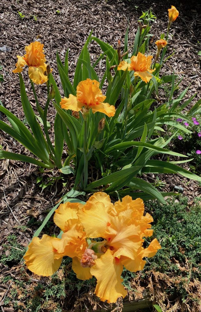 Favorite Things, Dark Yellow Irises