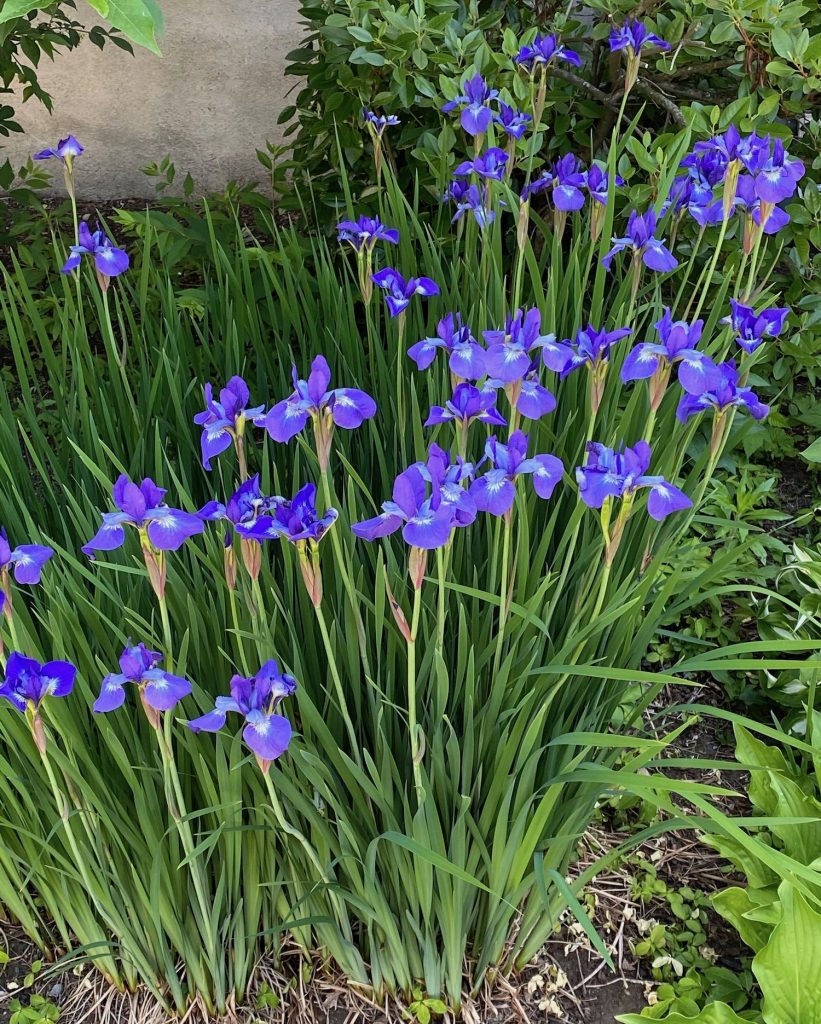 Favorite Things, Purple and Lavender Irises