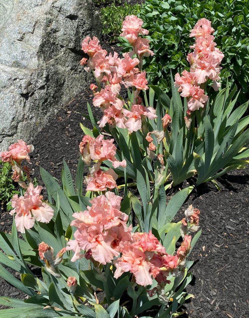 Favorite Things, Ruffled Peach Irises