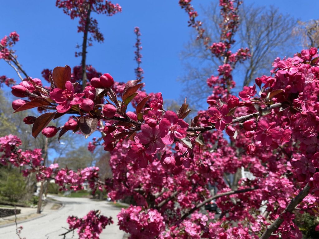 It's the weekend! Number 158, Dark Pink Blossoms Against a Brilliant Blue Sky