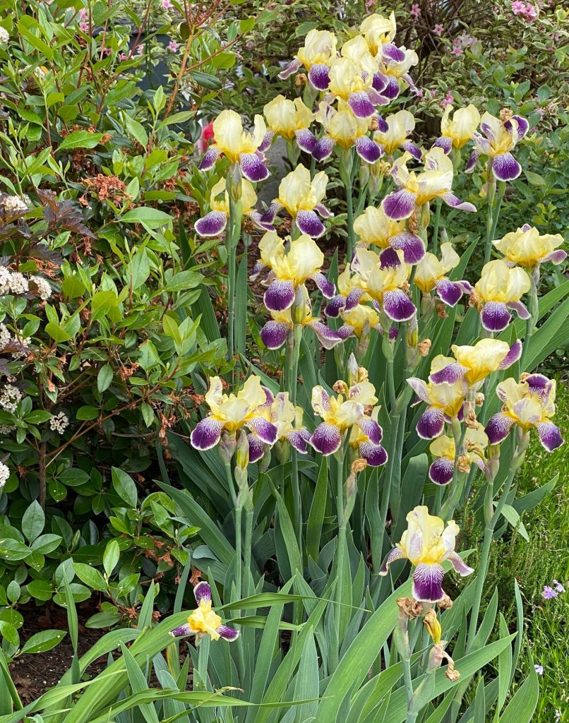 Favorite Things, Yellow and Purple Irises