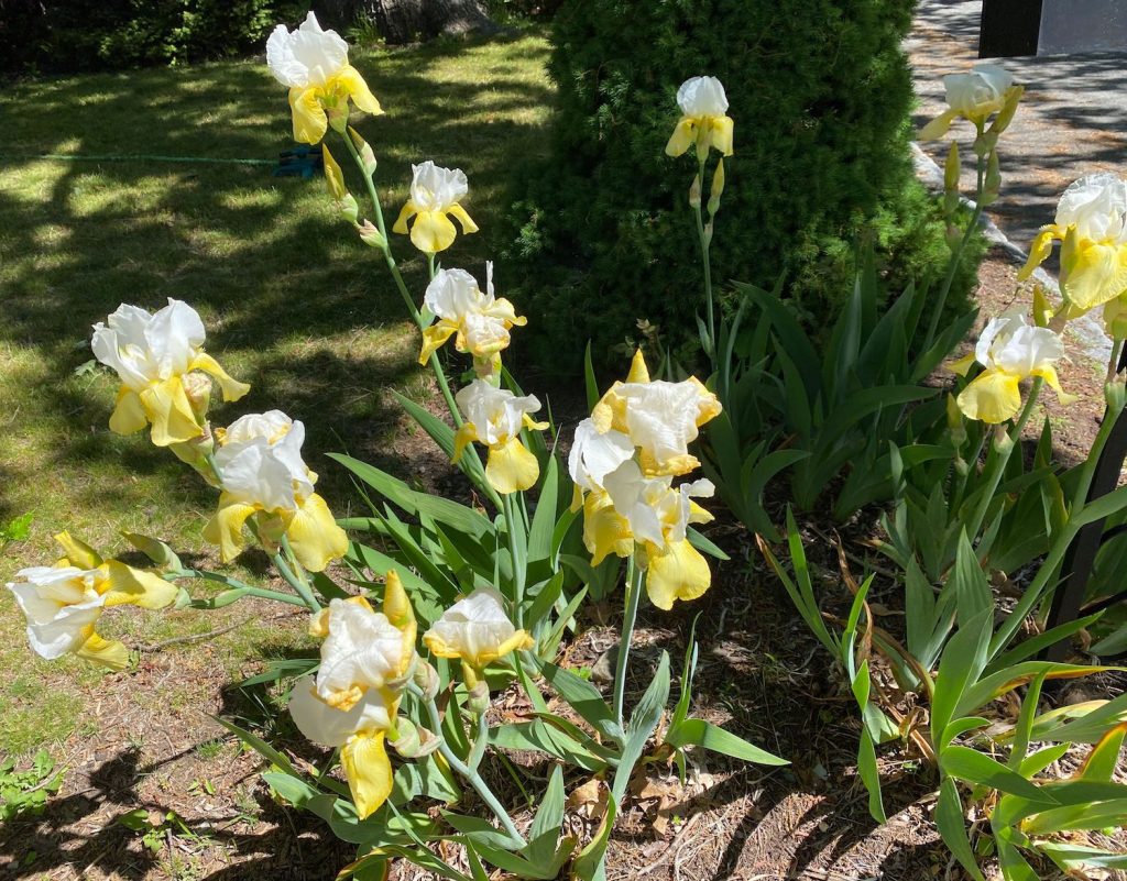 Favorite Things, Yellow and White Irises
