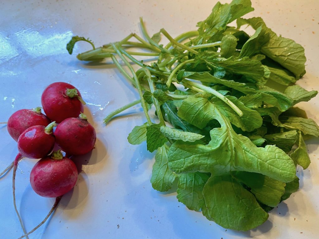 Radish Greens Ready for Pesto