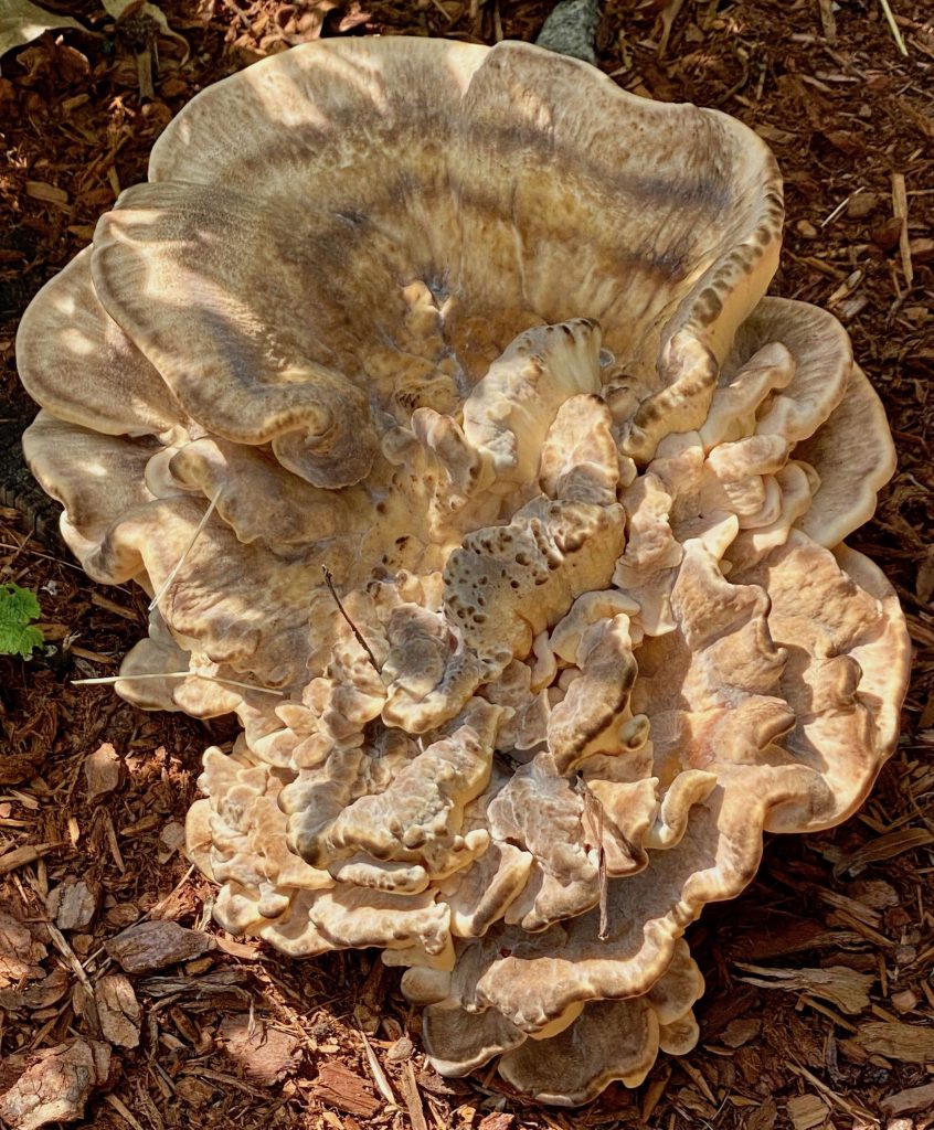 It's the weekend! Number 166, Large Fungus in Local Yard