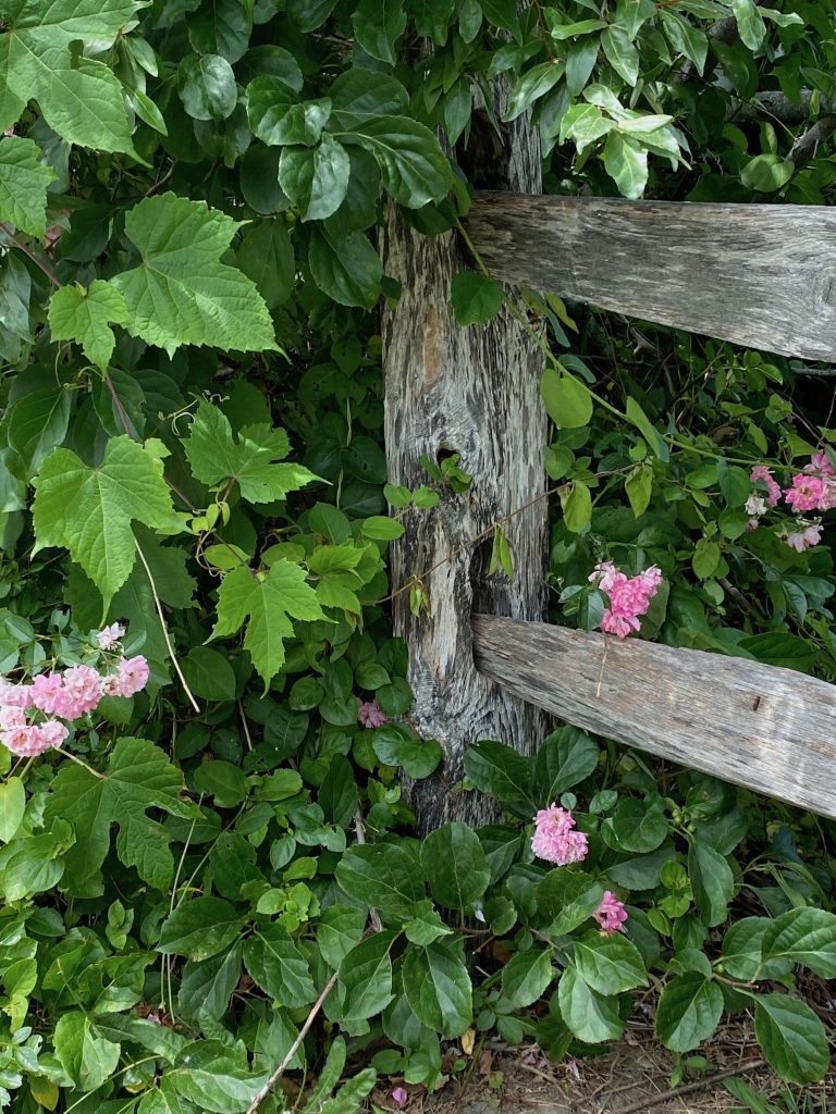 It's the weekend! Number 167, Split Rail Fence and Pink Roses