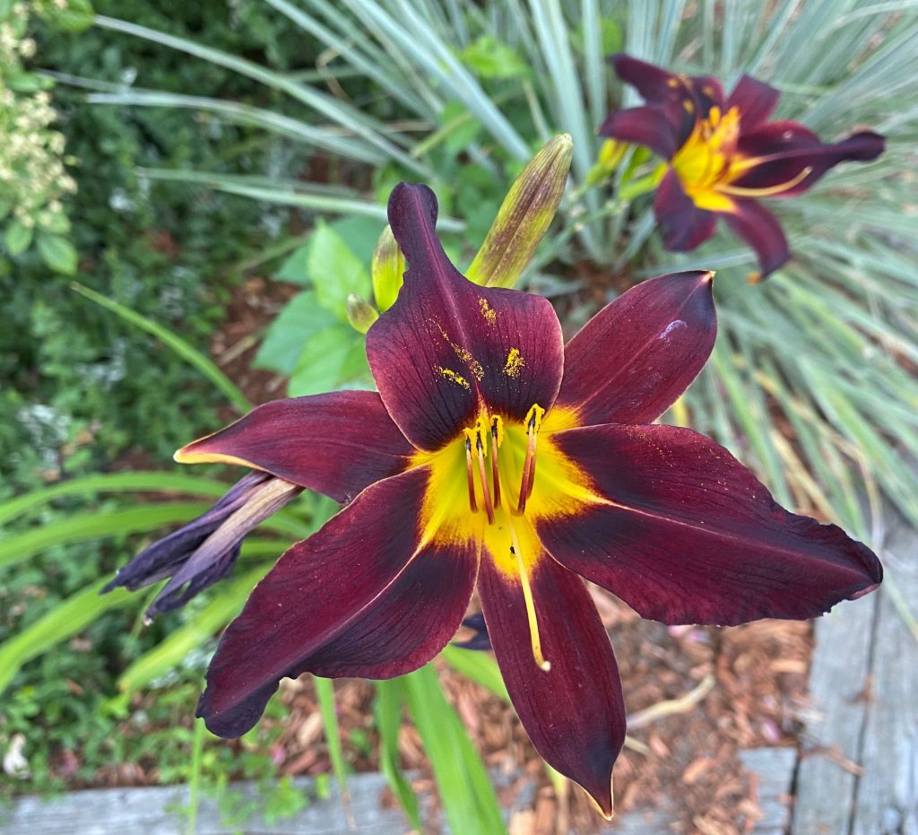 Favorite Things, Dark Red Daylilies with Yellow Centers