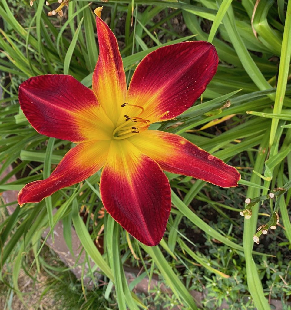 Favorite Things, Red and Yellow Daylilies