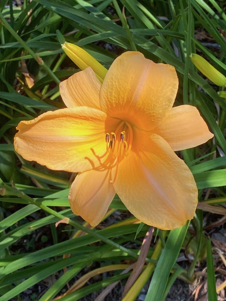 Favorite Things, Peach and Yellow Daylilies