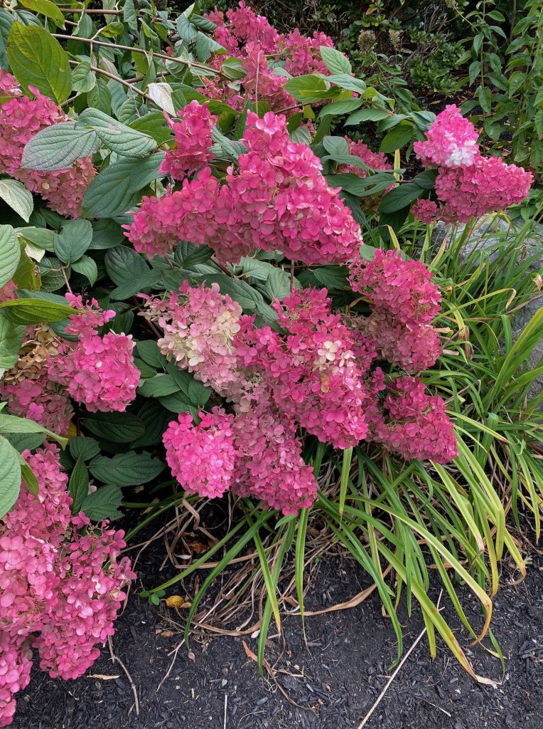 It's the weekend! Number 176, Brilliant Pink Hydrangeas