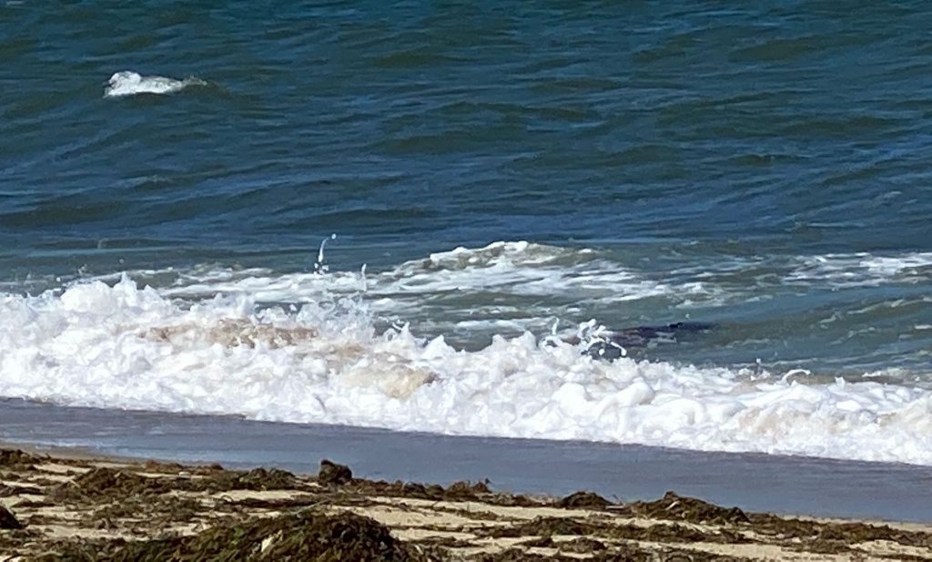 Seaweed and waves splashing on shore, Martha's Vineyard