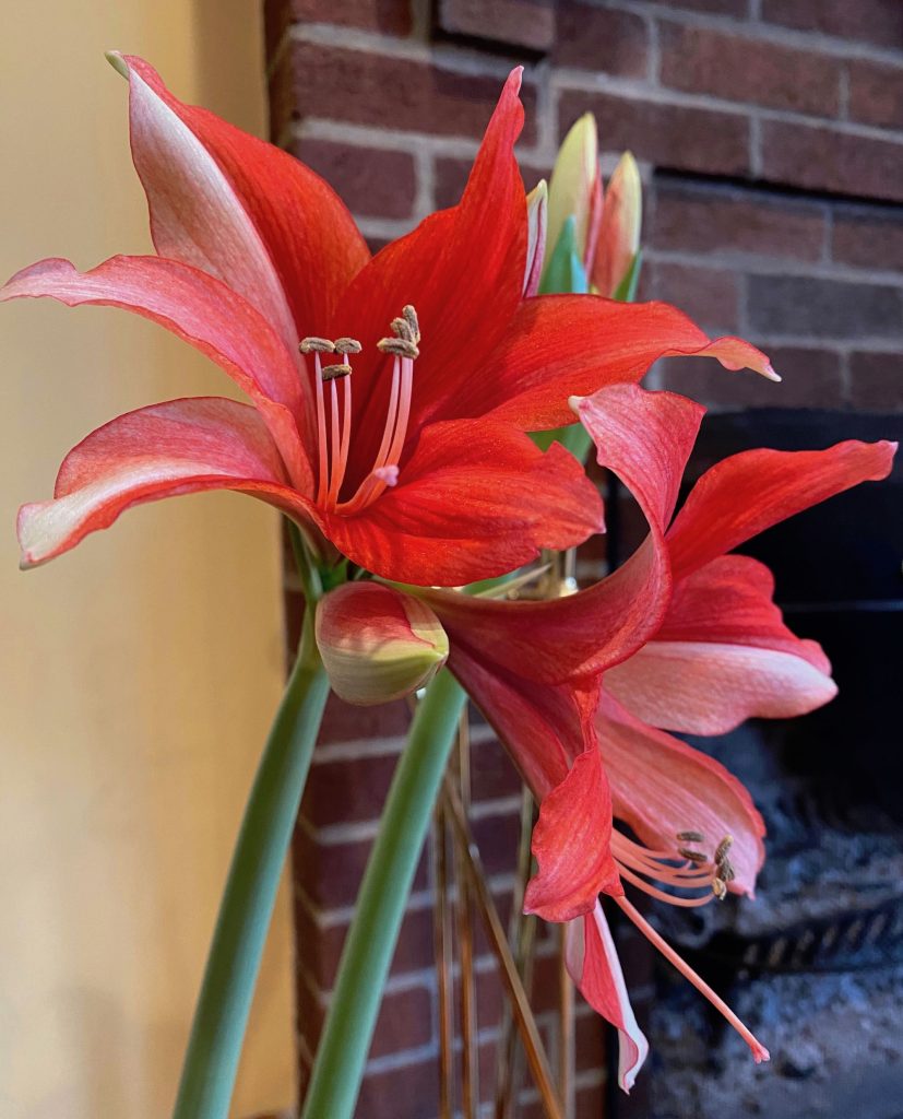 It's the weekend! Number 183, Red and White Amaryllis