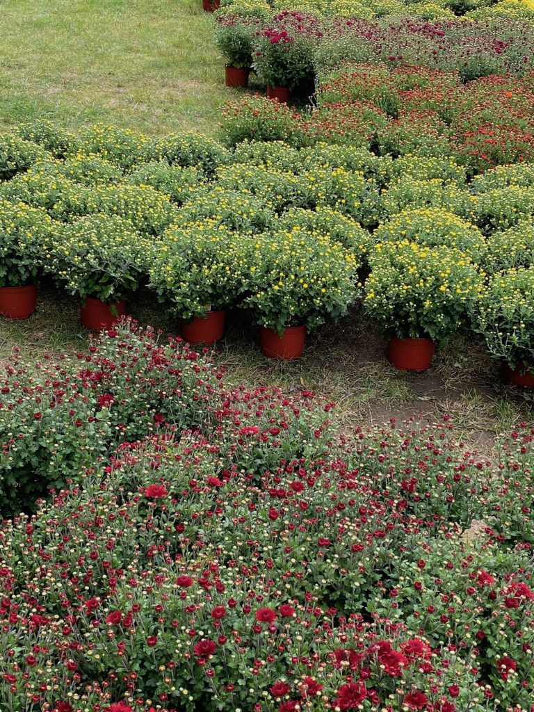 It's the weekend! Number 180, Mums at a Local Nursery