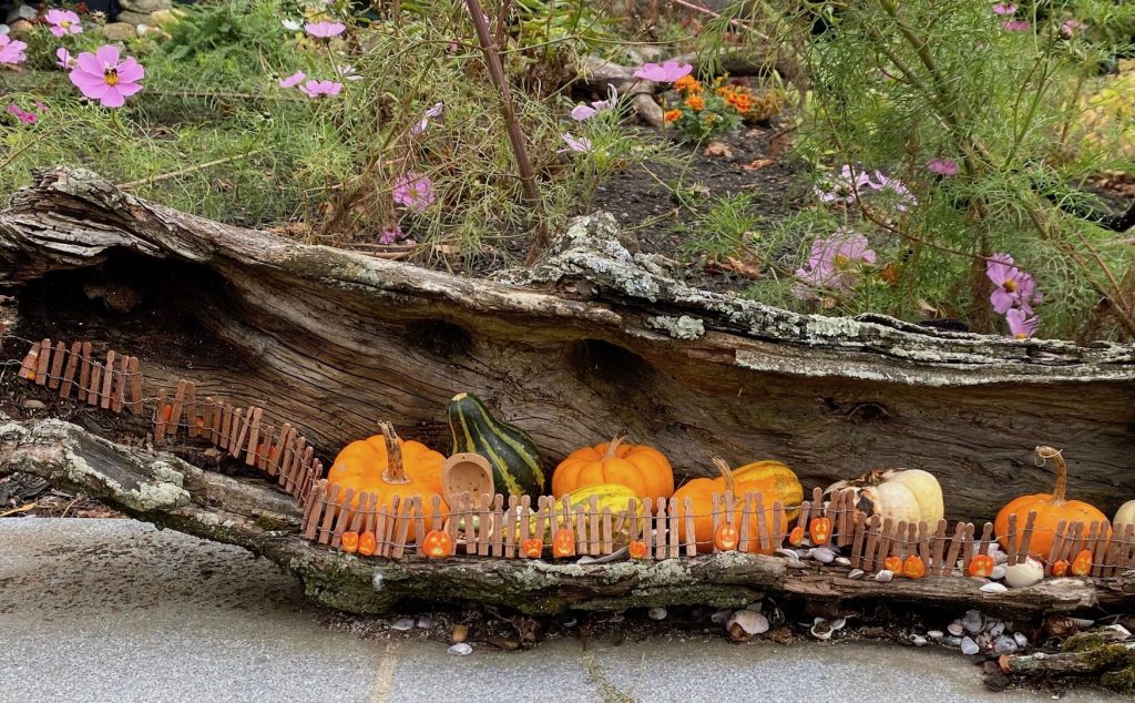 Gourds and Squash on Display in an Old Hollow Log