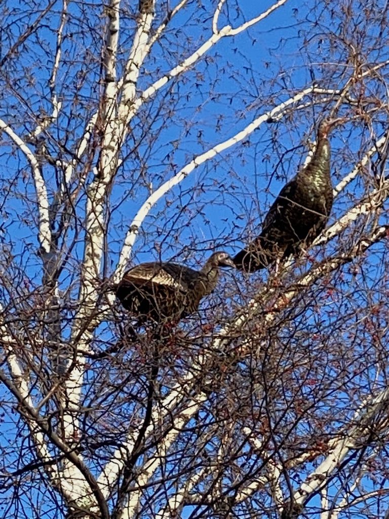 It's the weekend! Number 190, Turkeys Perched in a Birch Tree