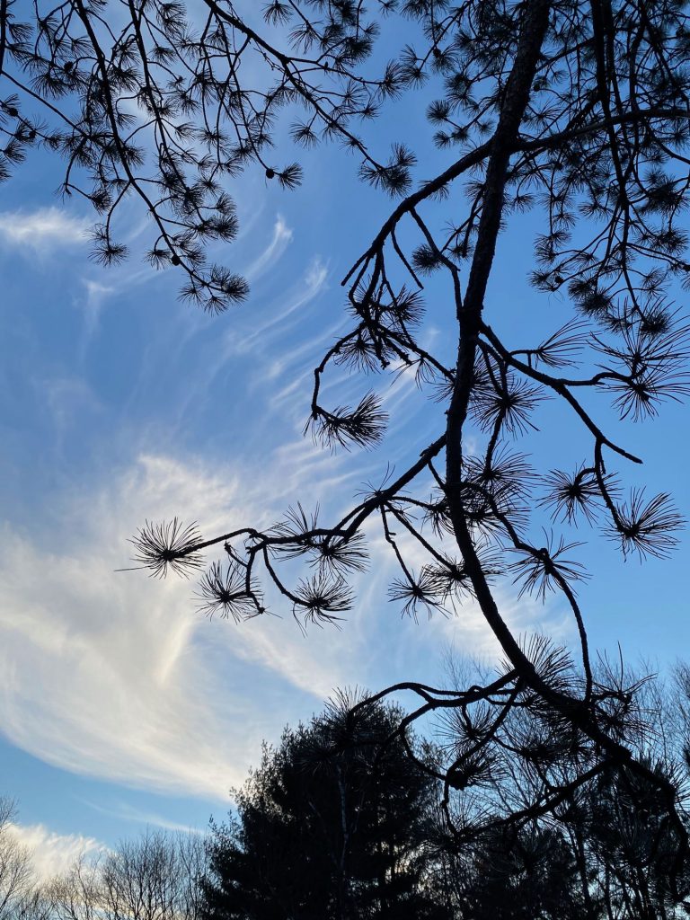 It's the weekend! Number 191, Pine Branches against a Wispy Cloud Filled Sky