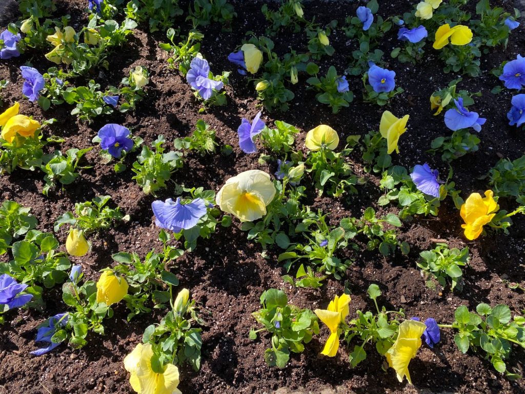 It's the weekend! Number 197, Freshly Planted Pansies