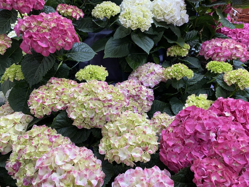 It's the weekend! Number 196, Hydrangeas For Sale