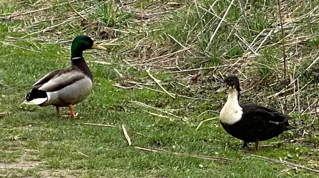 It's the weekend! Number 203, Pair of Ducks in a Neighborhood Park