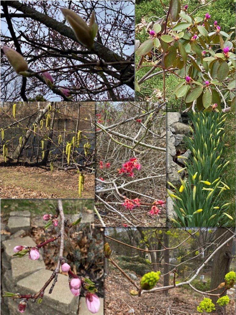 A Collage of Spring Buds