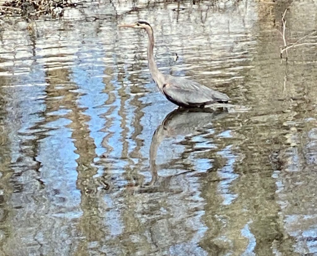 Great Blue Heron in the Back Bay Fens