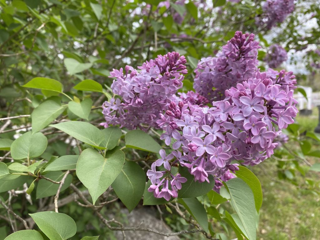 New England Lilacs in Bloom